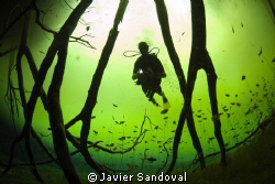 Diver in wonderland !!!!! ;-) by Javier Sandoval 